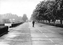 Каштановая аллея.