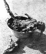 Ковровый холокост.