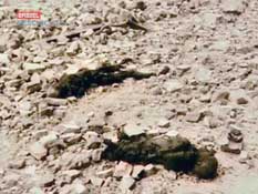 Ковровый холокост.