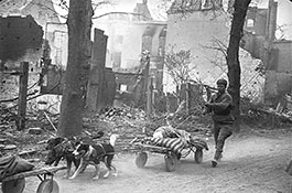 Доставка раненых в эвакопункт на собаках. Район Зееловских высот, апрель 1945 г.